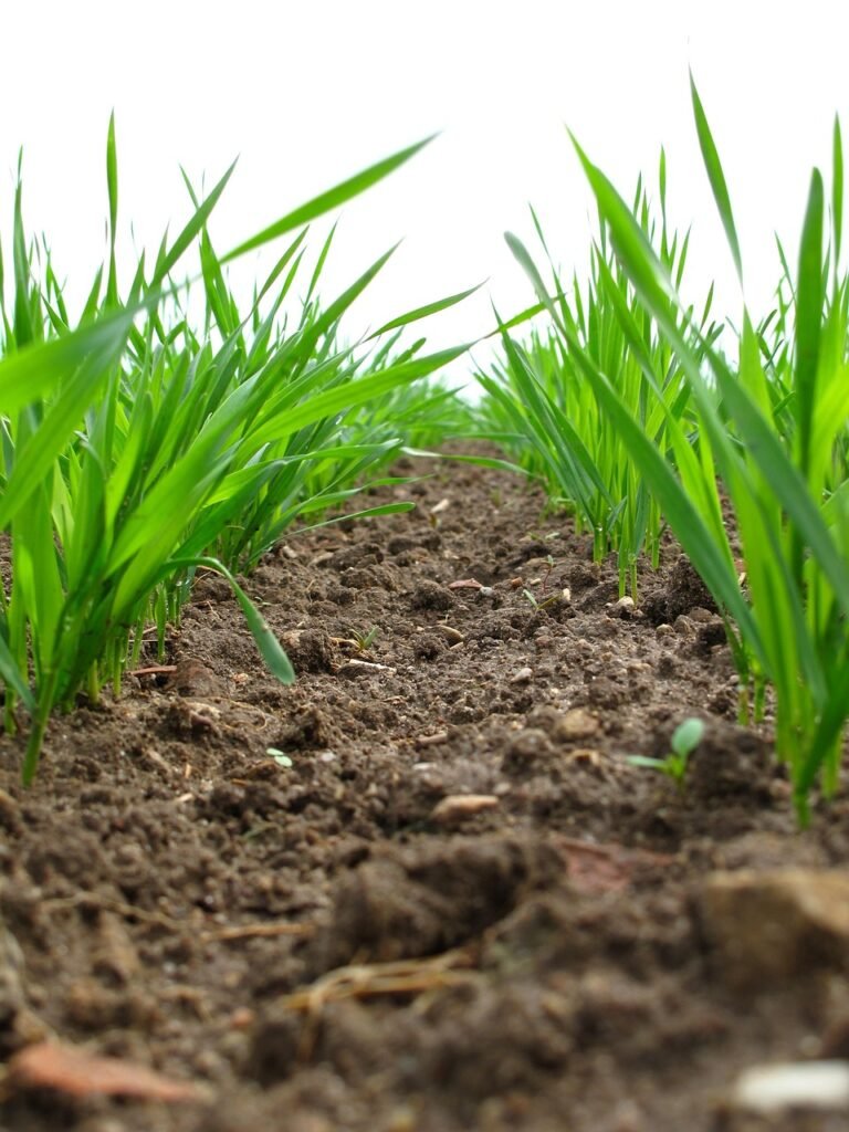 plants, field, agriculture, cultivation, plantation, crop, soil, farm, nature, closeup, soil, soil, soil, soil, soil